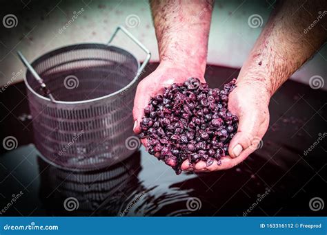 Wine Mixing During Fermentation Process In Barrel Bordeaux Vineyard