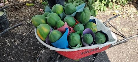 Frutas Selectas Tazumbos Vende Mx Papaya Maradol En Mxn 1427 En