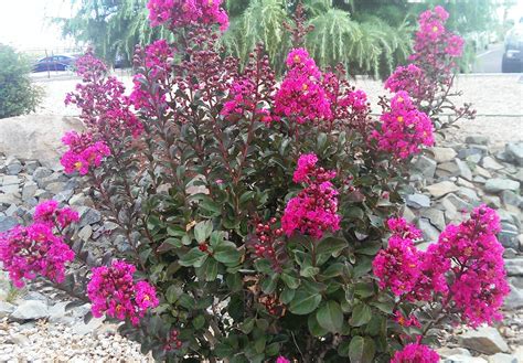 How To Grow Crape Myrtle Watters Garden Center