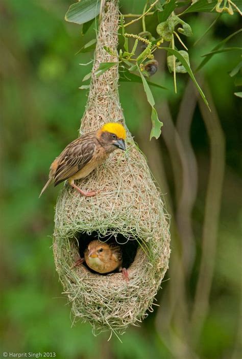 Explore Baya Weaver S Weaver S Nest Fågel Väggkrukor Fåglar