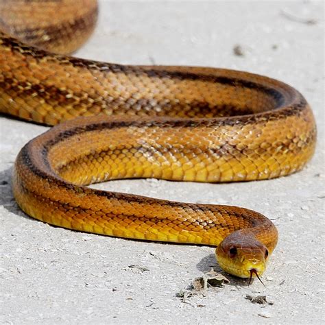 Yellow Rat Snake By Ira Runyan