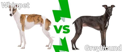 Whippet Vs Greyhound What Are 8 Key Differences A Z Animals