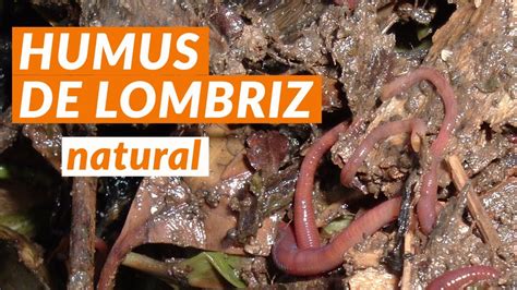 Cria De Lombriz Roja Californiana HUMUS DE LOMBRIZ YouTube