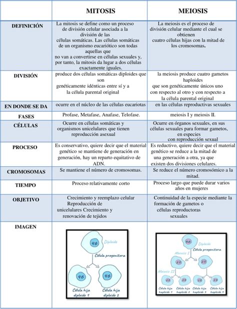 Cuadros Comparativos De La Mitosis Y Meiosis Descargar