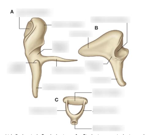 Ear Ossicles Diagram | Quizlet