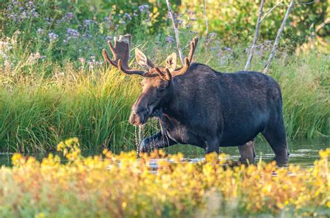 Where to see Moose in Maine? - OurUSAAdventures.com