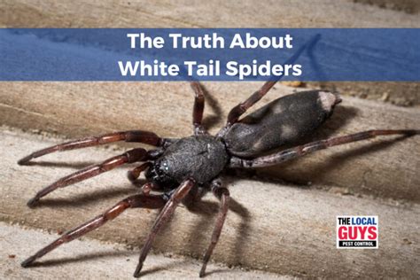 The Truth About White Tail Spiders 13 11 05 The Local Guys Pest Control