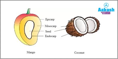 Follicle Fruit Examples