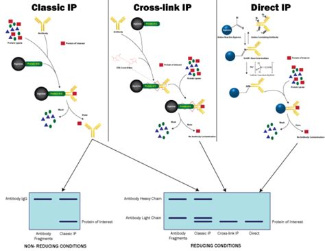 Protein Immunoprecipitations Which Method To Use