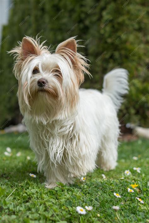 Free Photo | Vertical shot of white Yorkshire Terrier in a park during