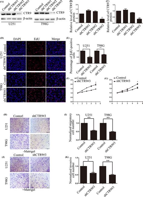 Down‐regulation Of Ctr9 Inhibits Glioma Cell Proliferation Migration