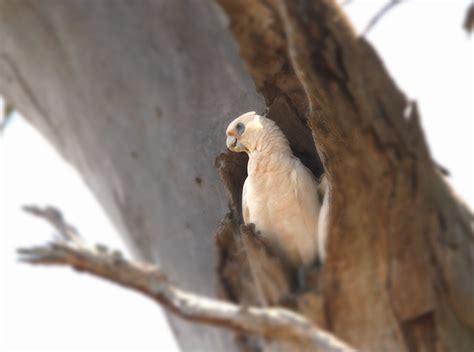 Long Billed Corella Birds In Backyards