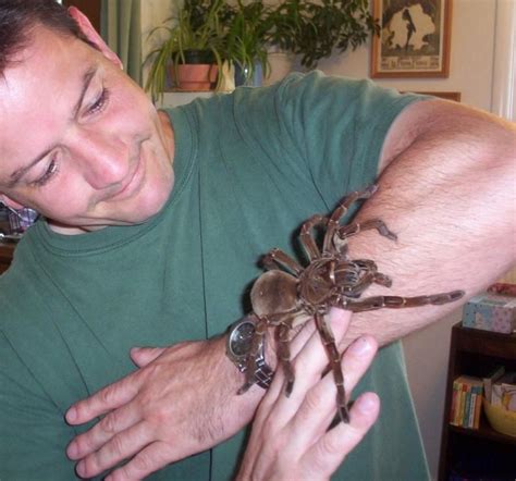 Conoce a la tarántula Goliath una araña del tamaño de un cachorrito