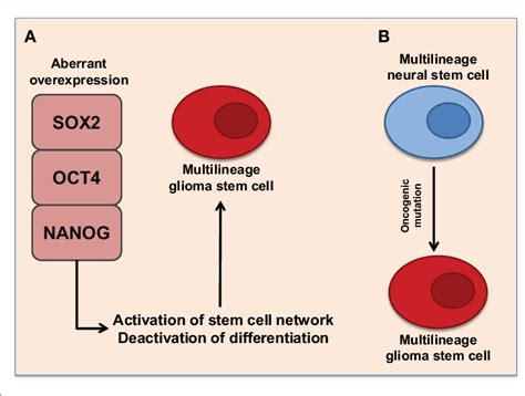 Proposed Representations Of The Development Of Glioma Stem Cells A