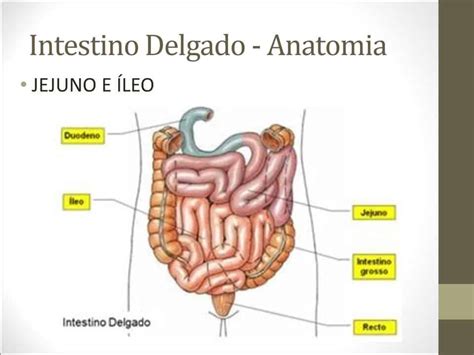 Anatomia Intestino Delgado E Grosso - 6