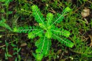 Phyllanthus Urinaria: Benefits,Uses Plant Care & Tips