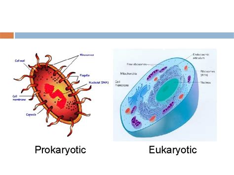 CELL ORGANELLES Prokaryotic vs Eukaryotic On the left