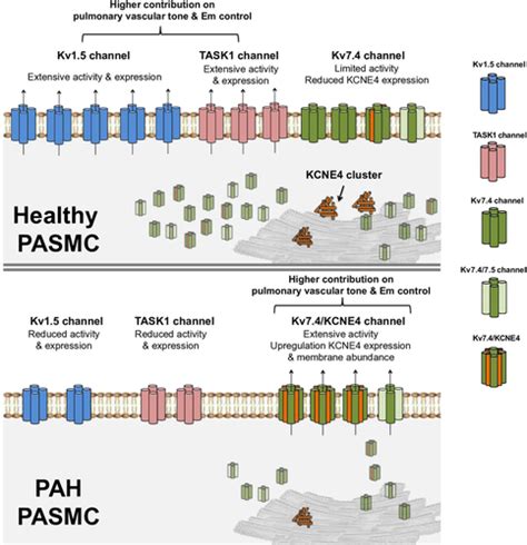 Uncovered Contribution Of Kv7 Channels To Pulmonary Vascular Tone In