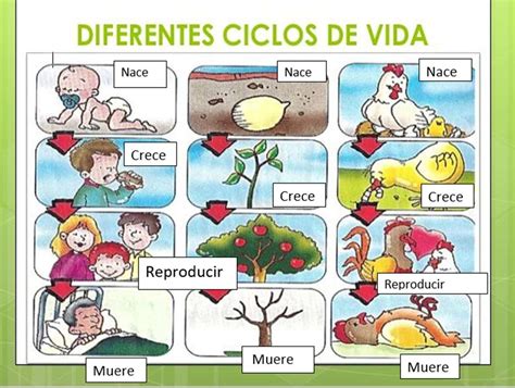 El Ciclo Vital Quizizz