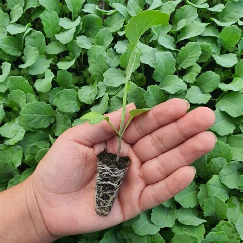 Plántula de brócoli Variedad de plántulas y plantas