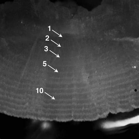 Image Of A Sectioned Otolith Extracted From A Female Flathead Catfish