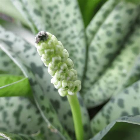 african hosta drimiopsis maculata plant lalit enterprise