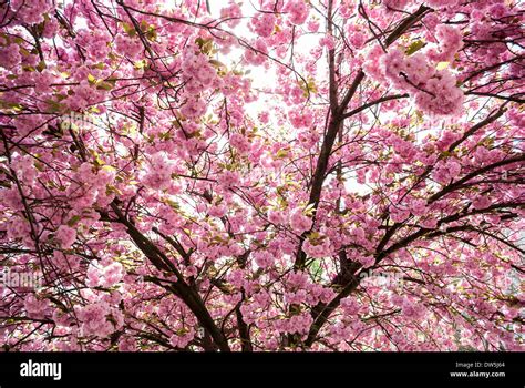 Árbol japonés con flores rosas Fotografía de stock Alamy