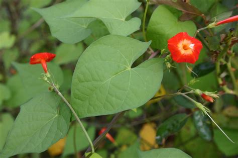 Cardinal Climber Vine Not Blooming Walter Reeves The Georgia Gardener