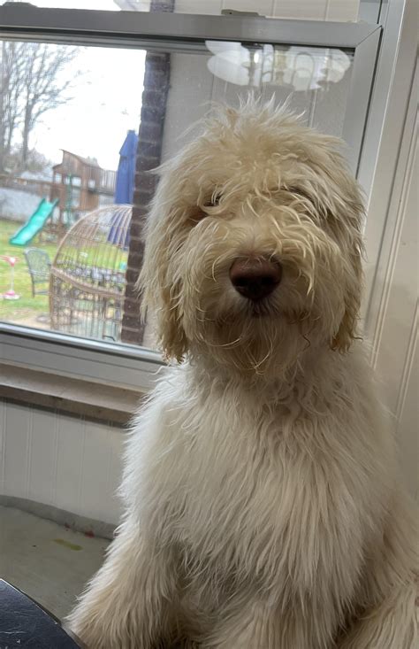 My puppy got groomed for the first time today I don’t know weather to