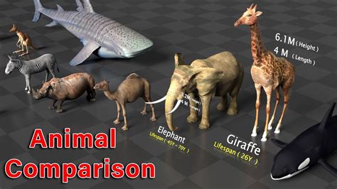 Animal Size And Lifespan Comparison In 3d Video Youtube