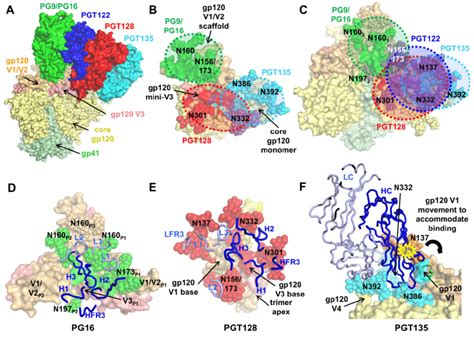 Revisiting Glycan Dependent Epitopes Of Bnabs In The Context Of The