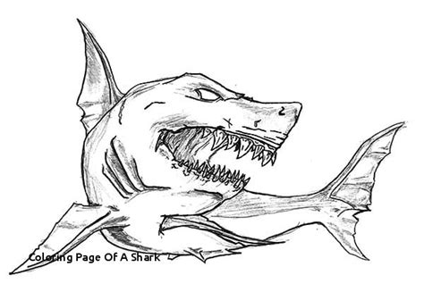 Megalodon Drawing at PaintingValley.com | Explore collection of ...