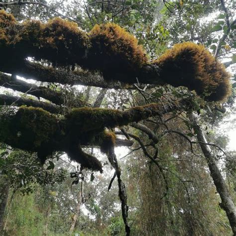 Best 10 Hikes and Trails in Kinabalu National Park | AllTrails