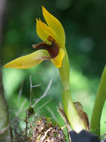 Maxillaria Cucullata Inaturalist Mexico