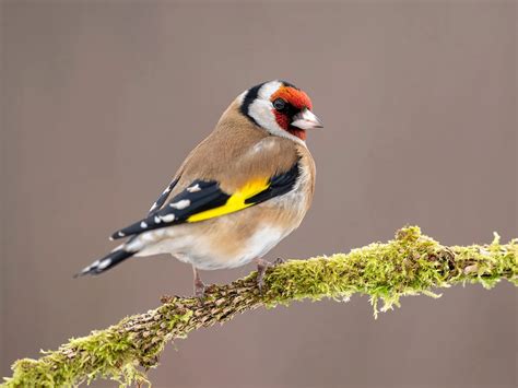 Goldfinch Bird Facts (Carduelis carduelis) | Bird Fact