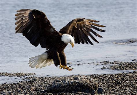 1100 Bald Eagle Landing Stock Photos Pictures And Royalty Free Images