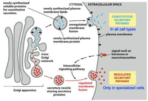 Lecture 15 Exocytosis And Regulated Secretion Flashcards Quizlet