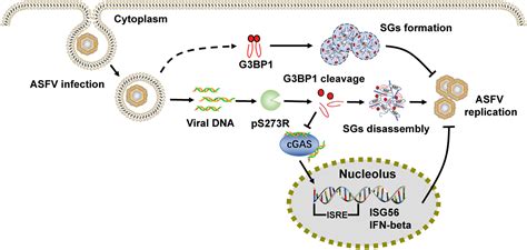 African Swine Fever Virus Ps273r Antagonizes Stress Granule Formation By Cleaving The Nucleating