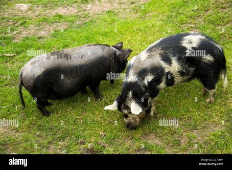 Vietnamese Pig Farm Hi Res Stock Photography And Images Alamy