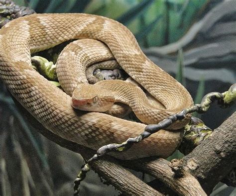 Golden Lancehead Viper Facts and Pictures | Reptile Fact