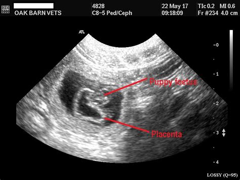 How Accurate Are Dog Pregnancy Ultrasounds