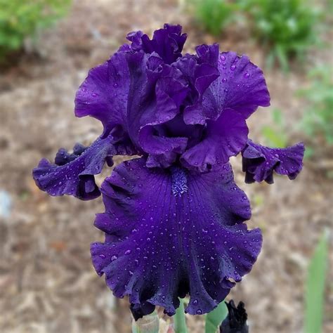 Tall Bearded Iris Iris Shadows Of Night In The Irises Database