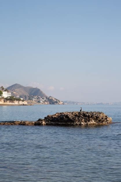 Premium Photo Gannet Bird On Rock Almadrava Beach El Campello