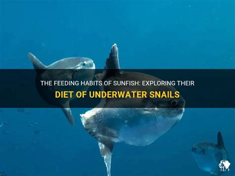 The Feeding Habits Of Sunfish: Exploring Their Diet Of Underwater ...