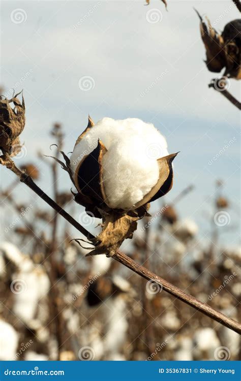 Cotton Boll Stock Image - Image: 35367831