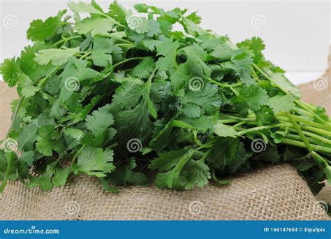 A Bunch Of Fresh Green Cilantro Leaves 库存照片 图片 包括有 蔬菜 绿色 166147604