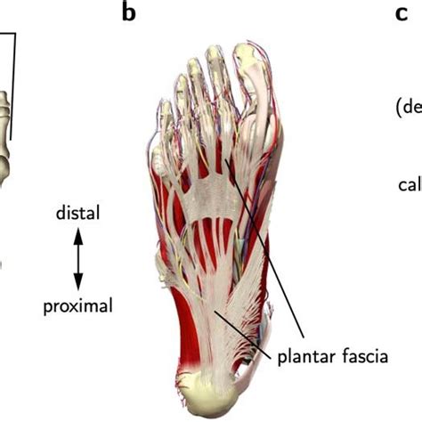 Stiffness of the human foot and evolution of the transverse arch ...