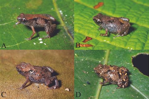 Worlds Smallest Frogs Tinier Than A Penny Live Science