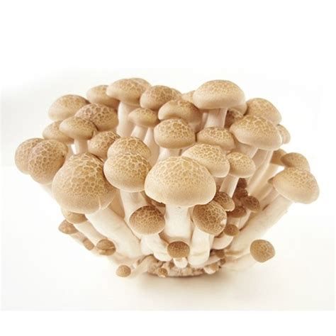 Jual Jamur Shimeji Coklat Brown Shimeji Mushroom Dus Pack Hanya