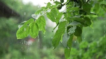 246 Background Nature Rain free Download - MyWeb